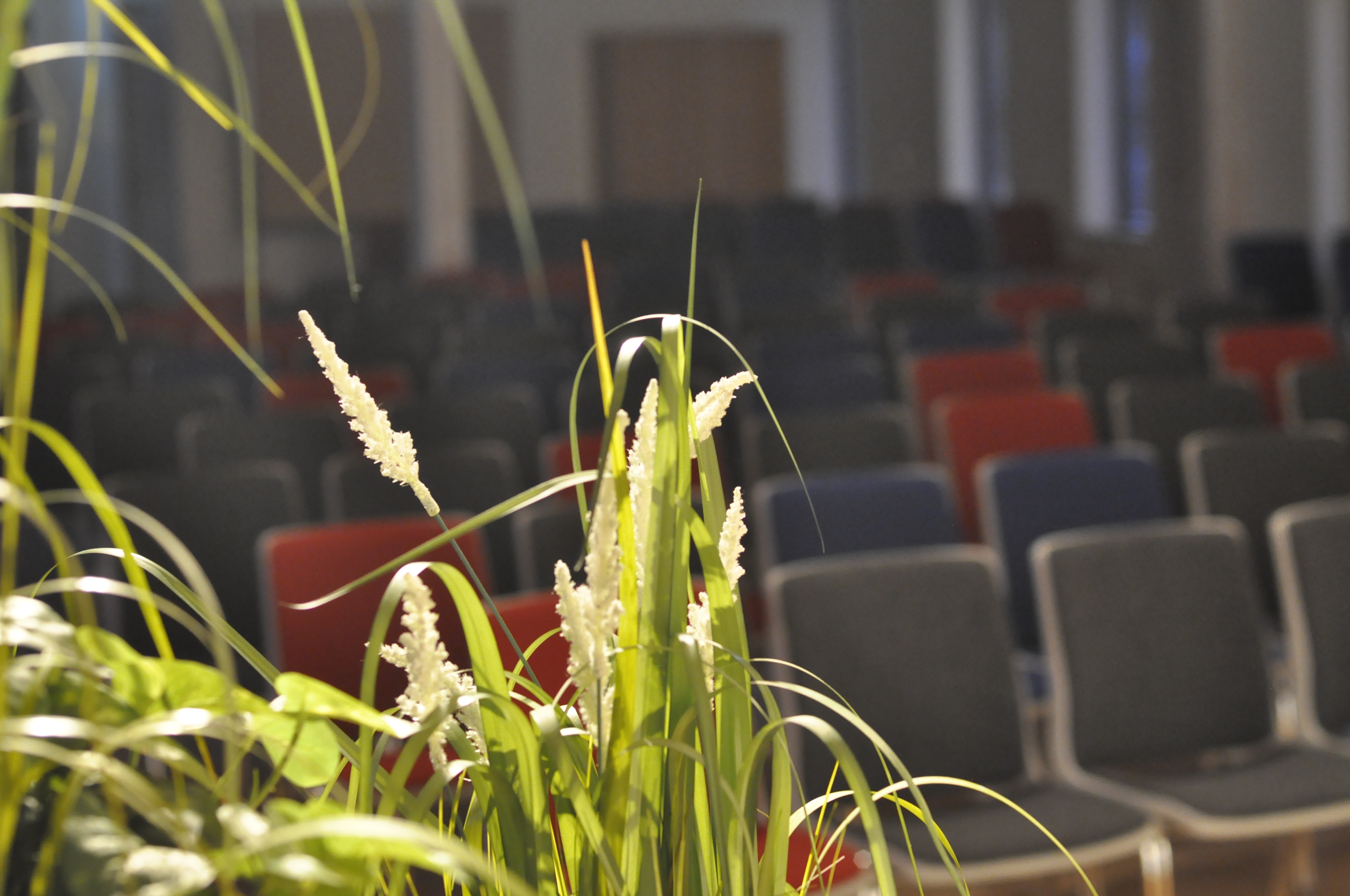 En grön växt och i bakgrunder utställda konferensstolar 