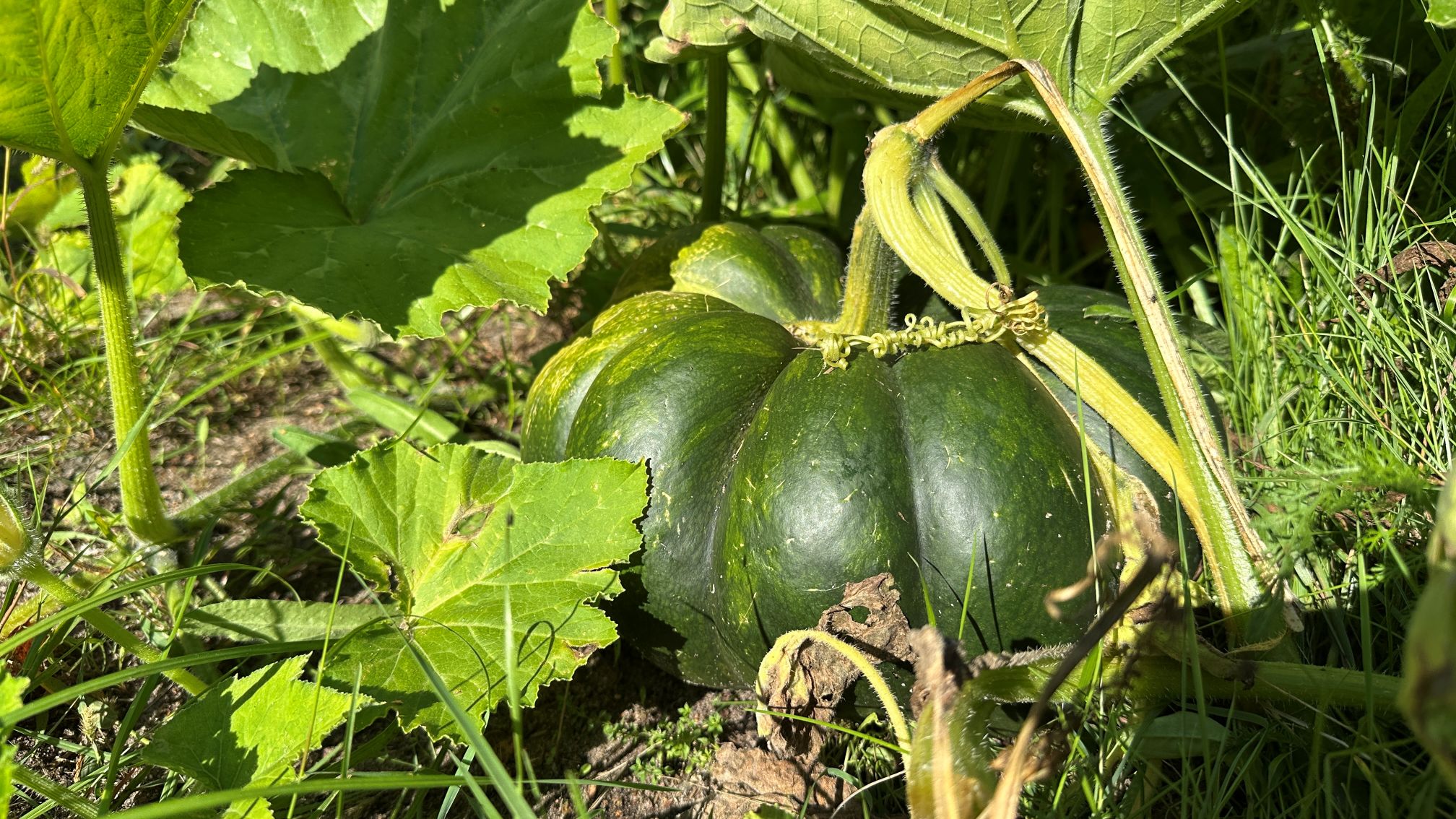 Pumpa