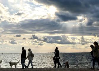 Människor och hundar som promenerar vid kusten
