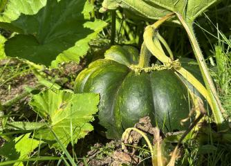 Pumpa